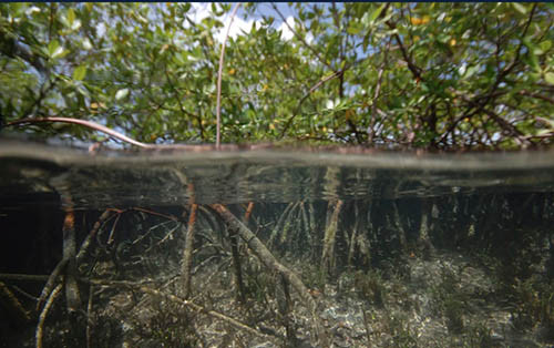 Phát hiện vi khuẩn ''khổng lồ'' ở đầm cạn ngập mặn Caribe